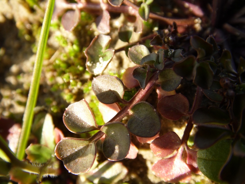 Cardamine hirsuta